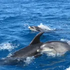 Business 1 image ABEL TASMAN ECO TOURS Tours & Sightseeing in Motueka Area NSN