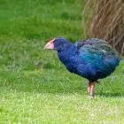 Business 7 image ALPINE VIEW MOTEL Motels & Lodges in Te Anau STL