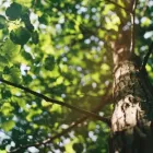 Business 1 image ARBORISTSNELSON.CO.NZ Tree Services in Nelson NSN