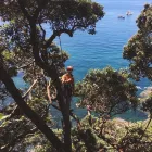 Business 1 image AUCKLAND TREE SERVICE Tree Services in Auckland City AUK