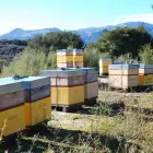 Business 2 image BEE DEPOT Umf Manuka Honey in Auckland NTL