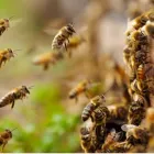 Business 3 image BEE DEPOT Umf Manuka Honey in Auckland NTL