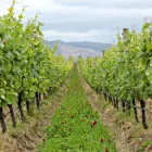Business 8 image CLOS HENRI VINEYARD Wineries & Vineyards in Blenheim Area MBH
