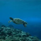 Business 3 image DIVE & SKI HQ Wetsuits in Lower Hutt WGN