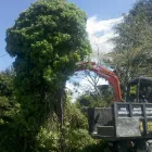 Business 2 image DR TREE AND BOBCAT/DIGGER SERVICES LTD Tree Services in Hamilton WKO