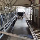 Business 1 image DRYMATTER MATTERS LTD Weekly Farm Walk in Christchurch CAN