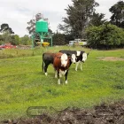 Business 3 image DRYMATTER MATTERS LTD Weekly Farm Walk in Christchurch CAN