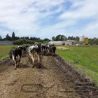 Business 4 image DRYMATTER MATTERS LTD Weekly Farm Walk in Christchurch CAN