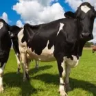 Business 5 image DRYMATTER MATTERS LTD Weekly Farm Walk in Christchurch CAN