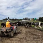 Business 6 image DRYMATTER MATTERS LTD Weekly Farm Walk in Christchurch CAN