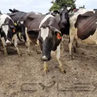 Business 7 image DRYMATTER MATTERS LTD Weekly Farm Walk in Christchurch CAN