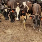 Business 8 image DRYMATTER MATTERS LTD Weekly Farm Walk in Christchurch CAN