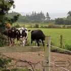 Business 9 image DRYMATTER MATTERS LTD Weekly Farm Walk in Christchurch CAN