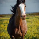 Business 1 image EQUINE PHOTOGRAPHY NZ Horse Photography NZ in Tuakau AUK