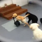 Business 1 image HAPPY PAWES - DOG DAY CARE & TRAINING CENTRE Pet Sitting in Auckland NTL