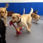 Business 2 image HAPPY PAWES - DOG DAY CARE & TRAINING CENTRE Pet Sitting in Auckland NTL