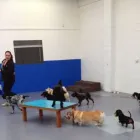 Business 3 image HAPPY PAWES - DOG DAY CARE & TRAINING CENTRE Pet Sitting in Auckland NTL