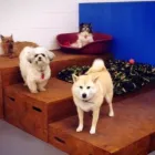 Business 4 image HAPPY PAWES - DOG DAY CARE & TRAINING CENTRE Pet Sitting in Auckland NTL