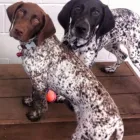 Business 5 image HAPPY PAWES - DOG DAY CARE & TRAINING CENTRE Pet Sitting in Auckland NTL