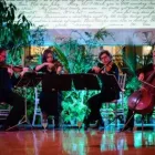 Business 3 image HAYDN STRING QUARTET Weddings in Wellington AUK
