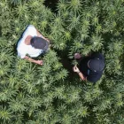 Business 1 image HEMP CONNECT General Business in Wellington City WGN