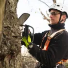 Business 1 image JIM'S TREES Tree Services in Auckland City AUK