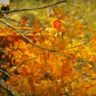 Business 3 image JIM'S TREES Tree Services in Auckland City AUK