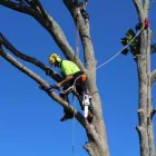 Business 6 image JIM'S TREES Tree Services in Auckland City AUK