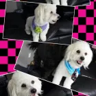 Business 1 image KIMMY'S CATS & K9S BOARDING KENNELS & CATTERY Doggy Day Care in Christchurch CAN