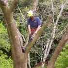 Business 1 image LORD NATHAN (TREE SPECIALIST) Tree Services in Te Puke BOP
