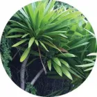Business 1 image NATIVE AWA Wetland Consulting in Auckland NTL