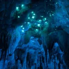 Business 1 image NIKAU CAVE & CAFE Tours & Sightseeing in Tuakau AUK