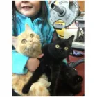 Business 4 image ONEHUNGA VET - PET SUPPLIES & CATTERY Veterinarians in Auckland City AUK