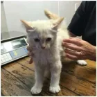 Business 1 image ONEHUNGA VET - PET SUPPLIES & CATTERY Veterinarians in Auckland City AUK