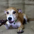 Business 5 image ONEHUNGA VET - PET SUPPLIES & CATTERY Veterinarians in Auckland City AUK