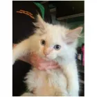 Business 3 image ONEHUNGA VET - PET SUPPLIES & CATTERY Veterinarians in Auckland City AUK