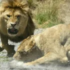 Business 1 image PARADISE VALLEY SPRINGS WILDLIFE PARK Zoo in Rotorua BOP