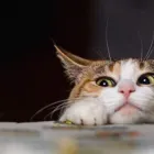 Business 1 image PRO CARE SERVICE Pest Control in Auckland City AUK