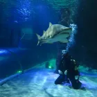 Business 1 image SEA LIFE KELLY TARLTON'S AQUARIUM what's on Auckland in Auckland NTL