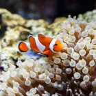 Business 2 image SEA LIFE KELLY TARLTON'S AQUARIUM what's on Auckland in Auckland NTL