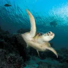 Business 3 image SEA LIFE KELLY TARLTON'S AQUARIUM what's on Auckland in Auckland NTL