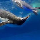 Business 4 image SEA LIFE KELLY TARLTON'S AQUARIUM what's on Auckland in Auckland NTL