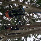Business 5 image SPECIMEN TREECARE LTD Tree Services in Auckland City AUK