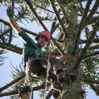 Business 6 image SPECIMEN TREECARE LTD Tree Services in Auckland City AUK