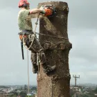 Business 7 image SPECIMEN TREECARE LTD Tree Services in Auckland City AUK