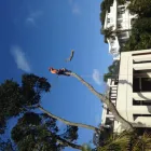 Business 9 image SPECIMEN TREECARE LTD Tree Services in Auckland City AUK
