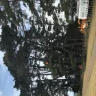 Business 1 image SPECIMEN TREECARE LTD Tree Services in Auckland City AUK