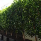 Business 2 image SPECIMEN TREECARE LTD Tree Services in Auckland City AUK