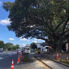 Business 10 image SPECIMEN TREECARE LTD Tree Services in Auckland City AUK