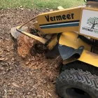 Business 3 image SPECIMEN TREECARE LTD Tree Services in Auckland City AUK